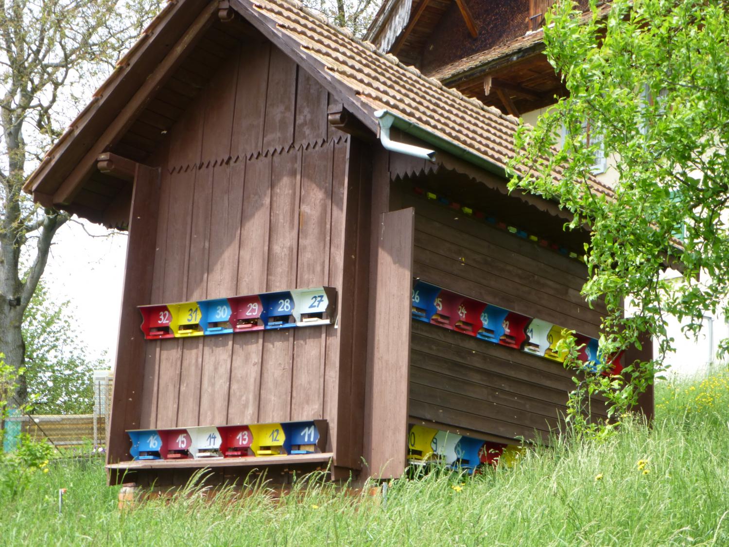 Bienenhaus in Büron für Mini Plus Jungvölker 